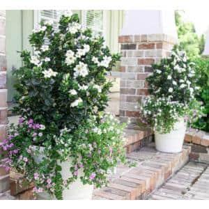 Southern Living Gardenia Diamond Spire Live Shrub in 2-Gallon Grower Pot