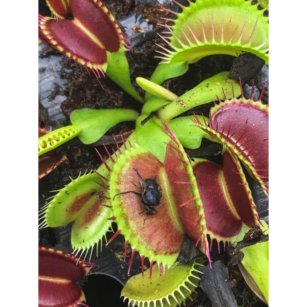 Altman Plants 3.5" Venus Fly Trap Live Plant with Grower Pot