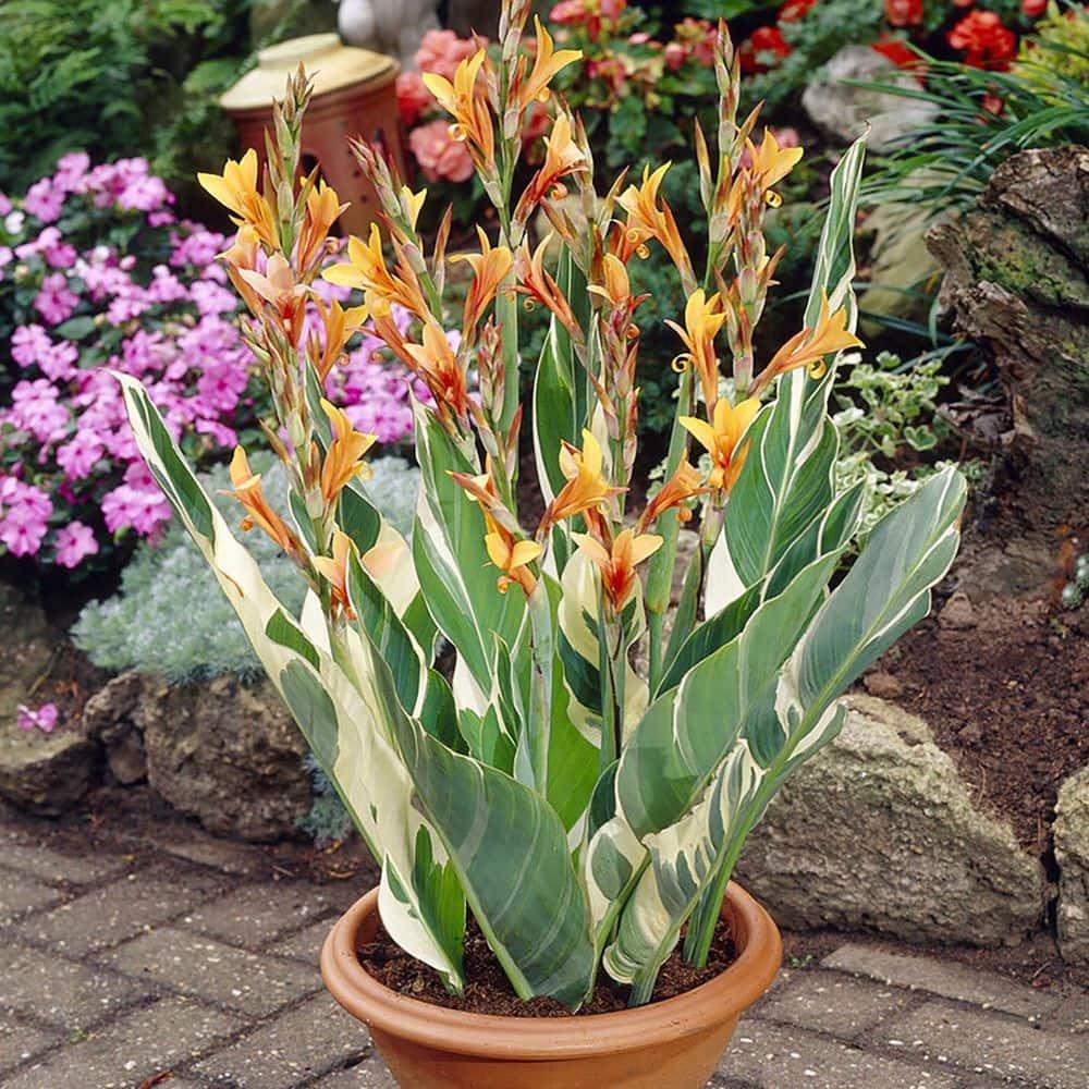 Van Zyverden Giant Cannas Striata Set of 9 Bulbs Orange Full Sun Annual Deer Resistant