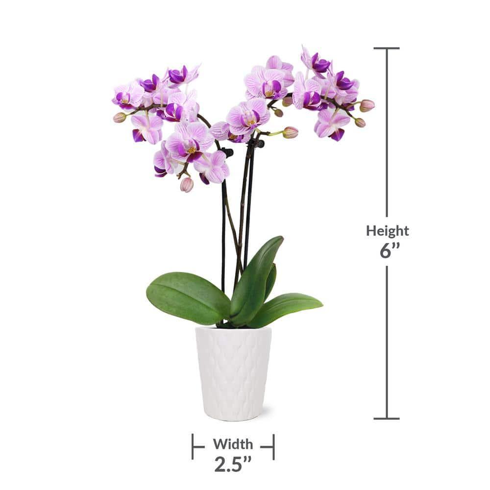 Just Add Ice 6-10" Pink Mini Orchid Live Plant in 2.5" White Ceramic Pot, House Plant