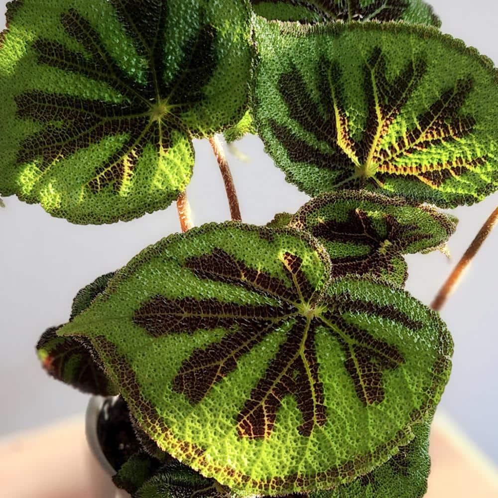 'Rock' Begonia Iron Cross Houseplant | 6in. Pot; Filtered Sun | Element Exotics by Altman Plants