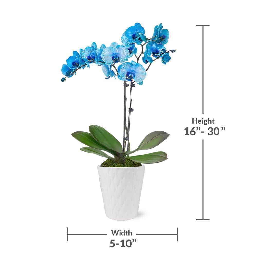 Just Add Ice 16-30" Watercolor Blue Premium Orchid Live Plant in 5" White Ceramic Pot, House Plant