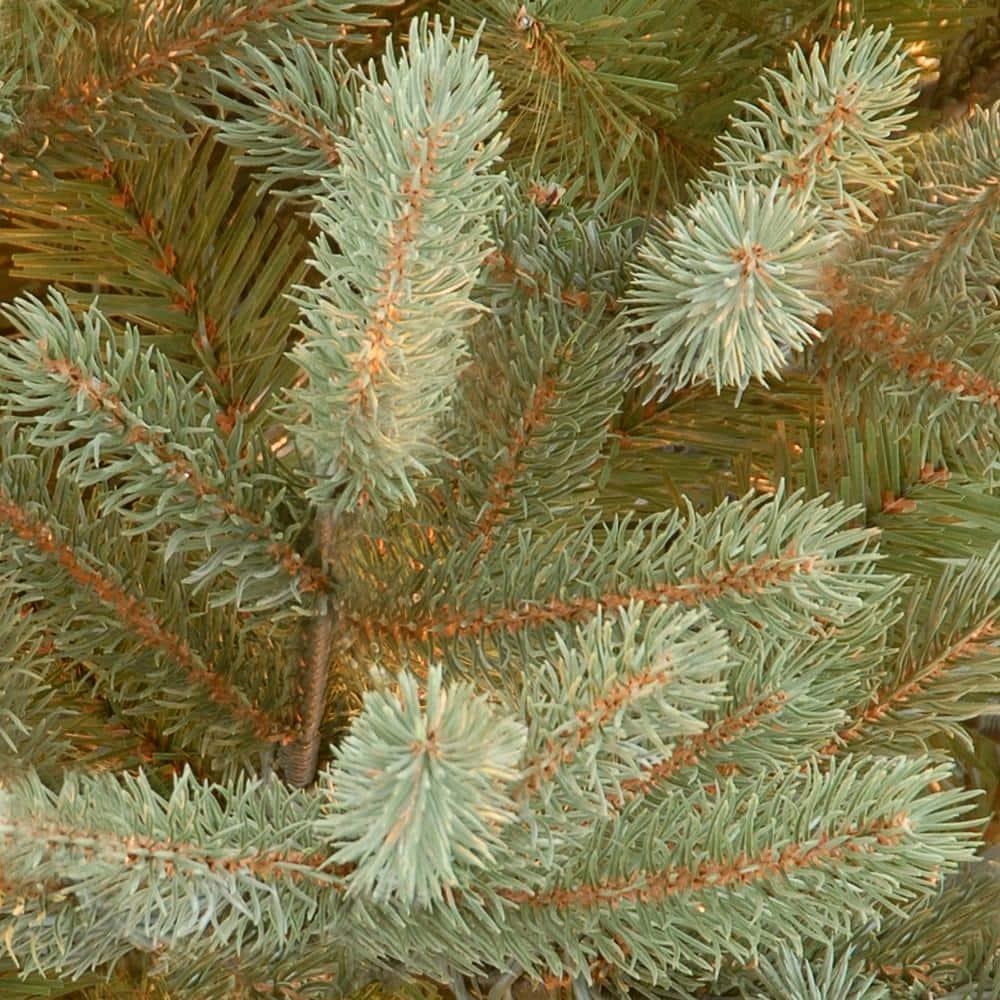 7.5' Unlit Norway Fir Artificial Christmas Tree - National Tree Company