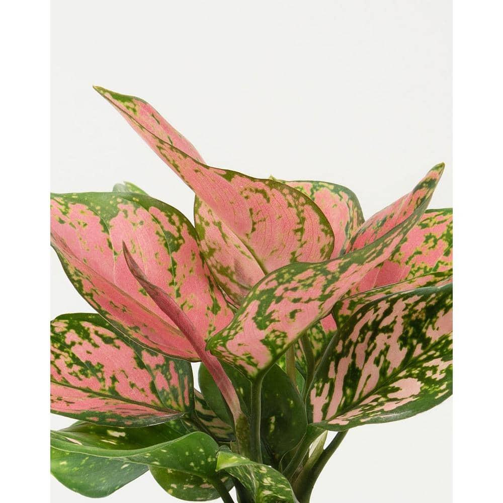 6 in. Aglaonema Red Wishes Plant