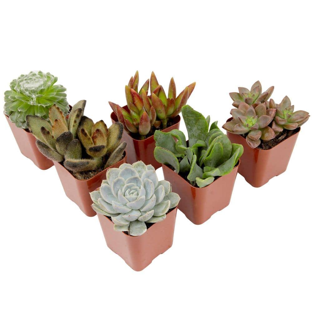 Altman Specialty Plants Live Succulent Plant in Nursery Pot