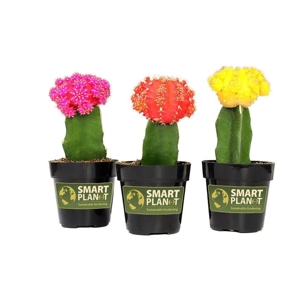 Altman Specialty Plants Live Cactus Plant in Nursery Pot