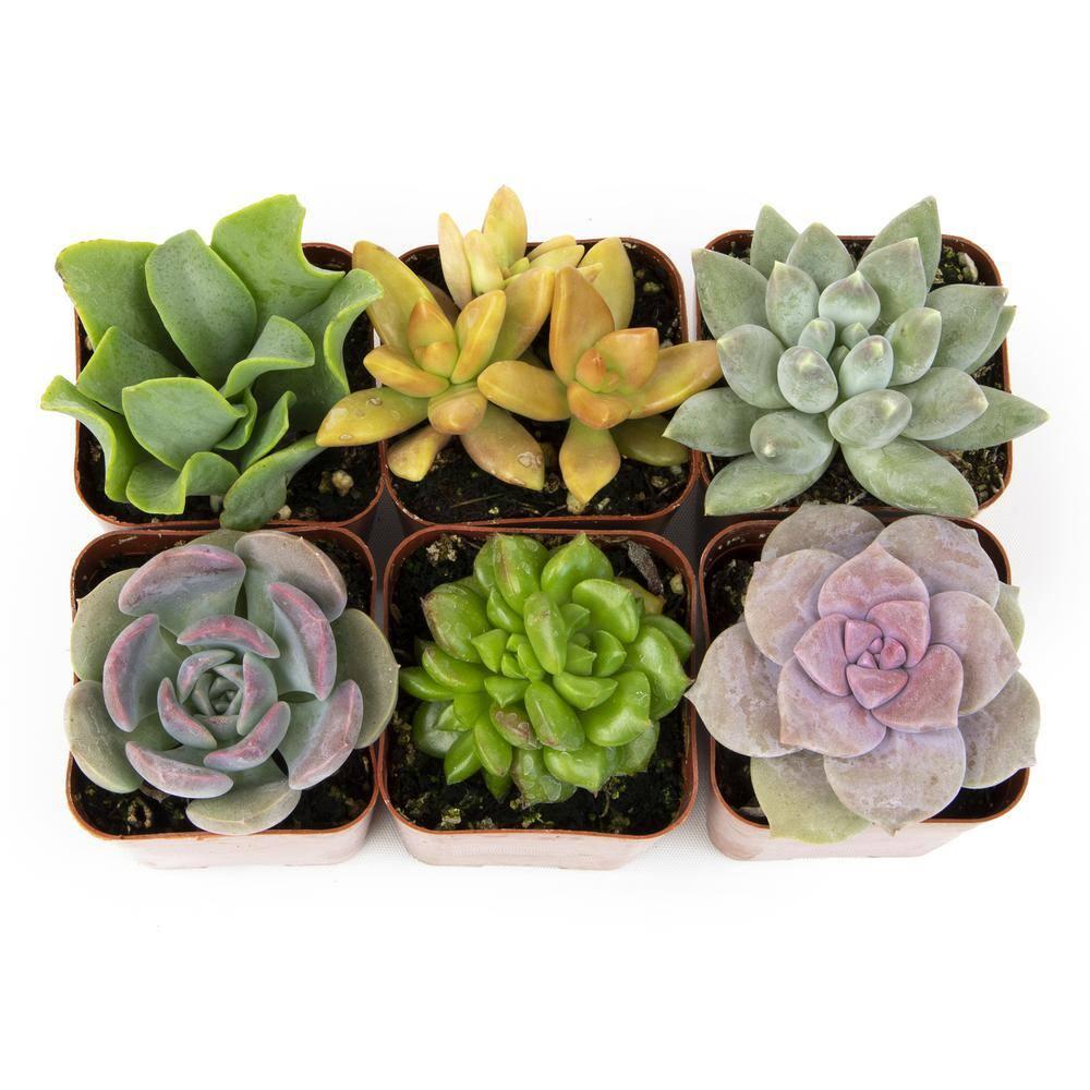 Altman Specialty Plants Live Succulent Plant in Nursery Pot