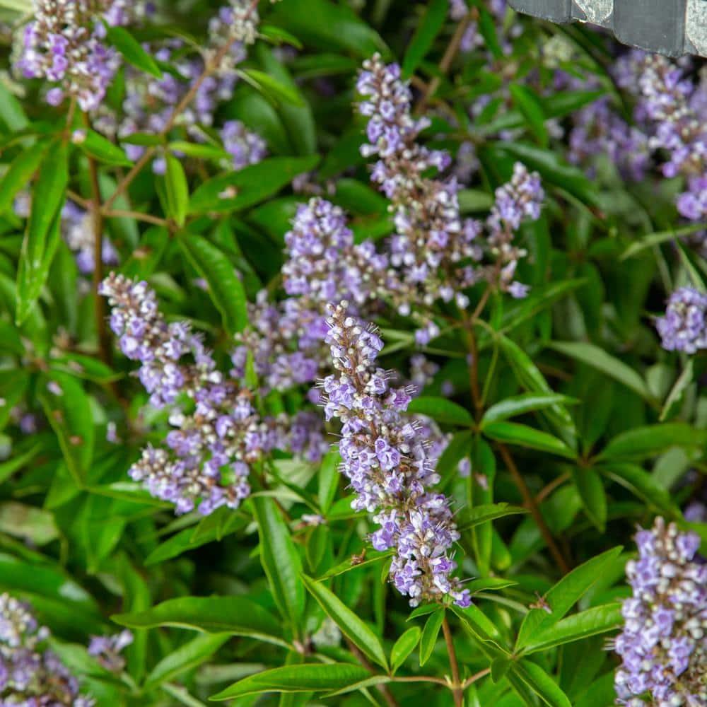 Shoal Creek Vitex (2.5 Gallon) Chaste Tree with Fragrant Lilac-Purple Flower Clusters - Texas