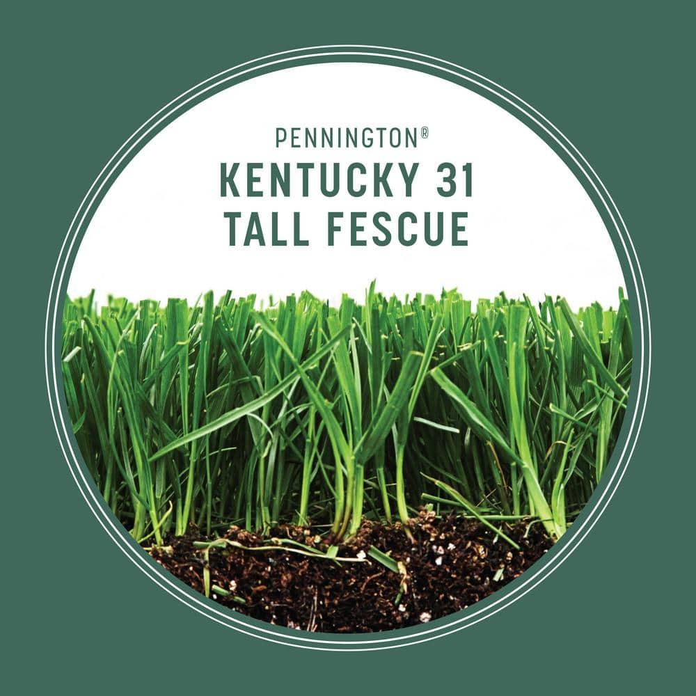 Pennington Kentucky 31 Tall Fescue Grass Sun or Shade Grass Seed 7 lb