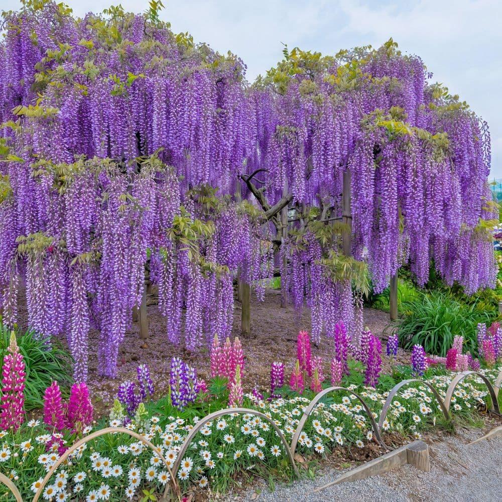 Live Perennial 1 gal Wisteria 'Amethyst Falls' with Full Sunlight