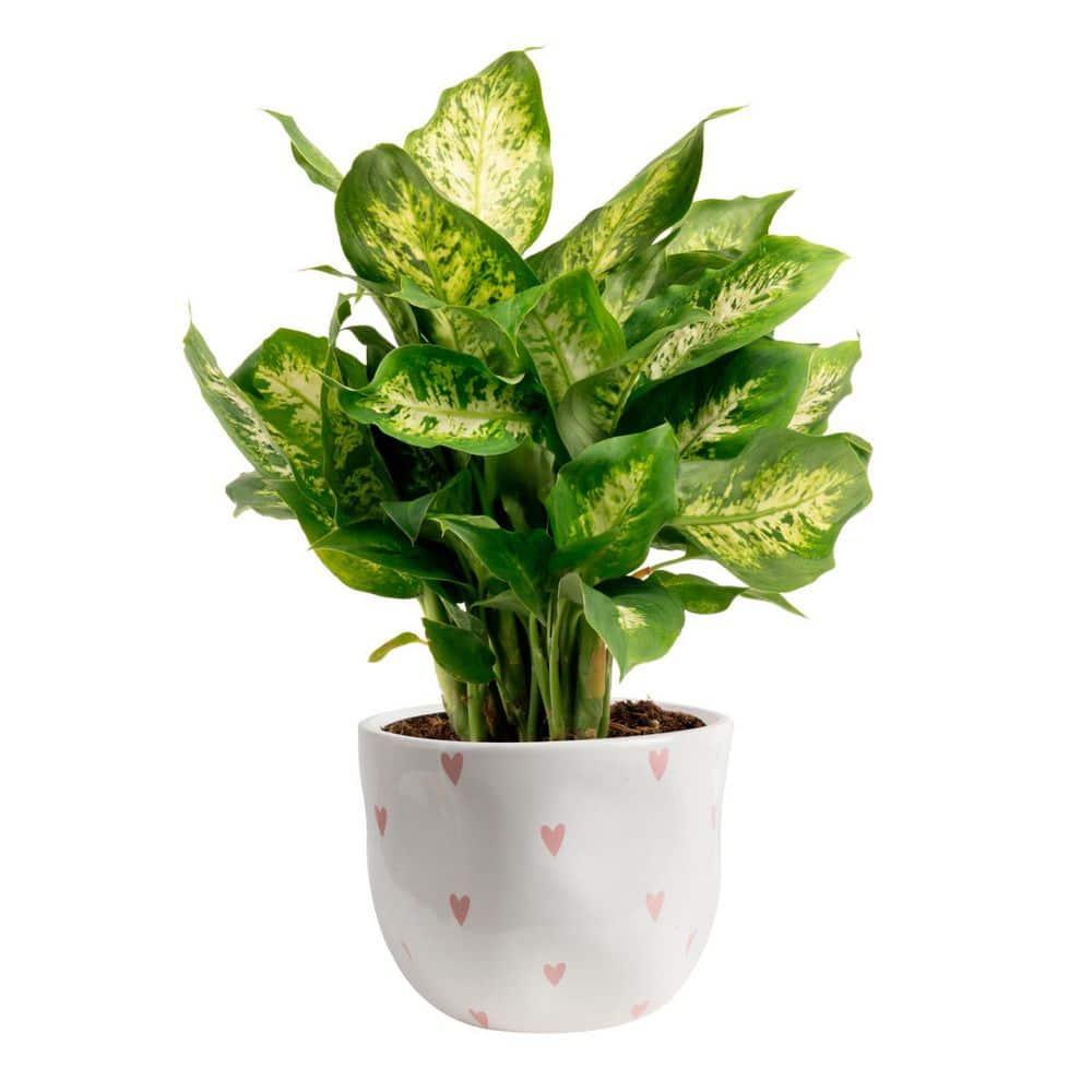 Costa Farms 12" Tall Dieffenbachia, Bright Indirect Sunlight, Indoor Live House Plants, Grow Pot