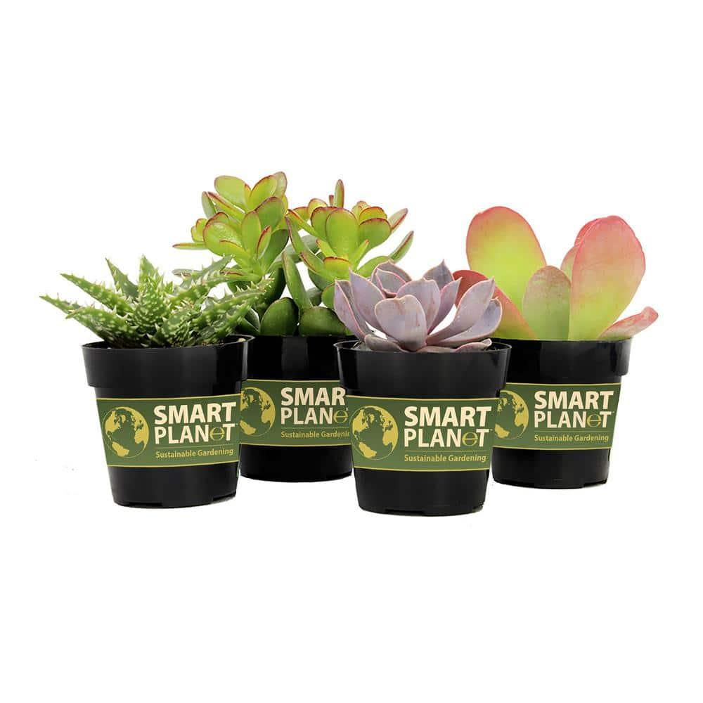 Element by Altman Plants Multicolor Succulent, Live Indoor House Plants with Grower Pots , 2.5 inch , Pack of 4 (Assorted)