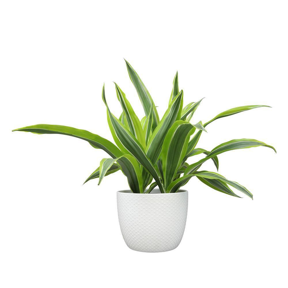 Lemon Lime Corn Plant in 6" White Décor Pot | Easy Care, Filtered Sun | Element by Altman Plants