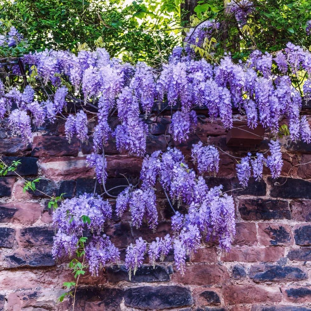 Live Perennial 1 gal Wisteria 'Amethyst Falls' with Full Sunlight