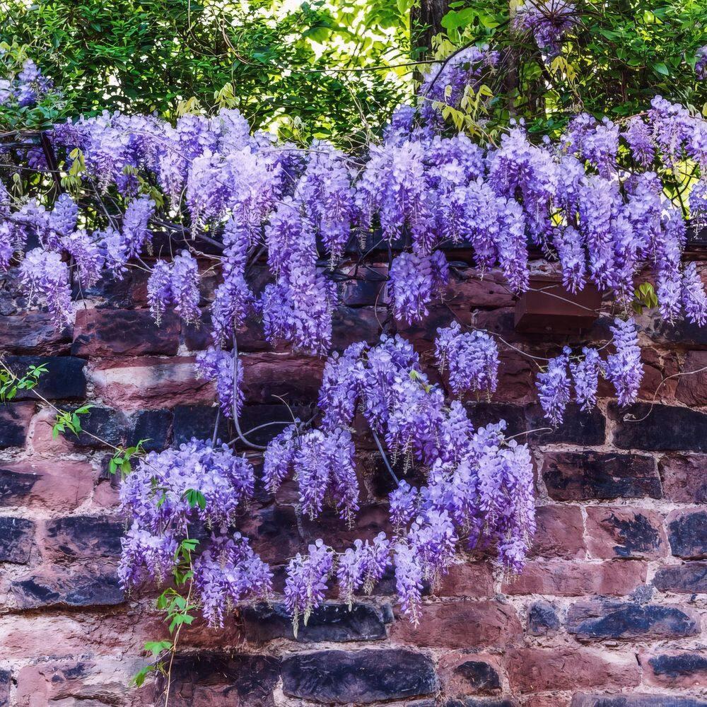 Live Perennial 1 gal Wisteria 'Amethyst Falls' with Full Sunlight