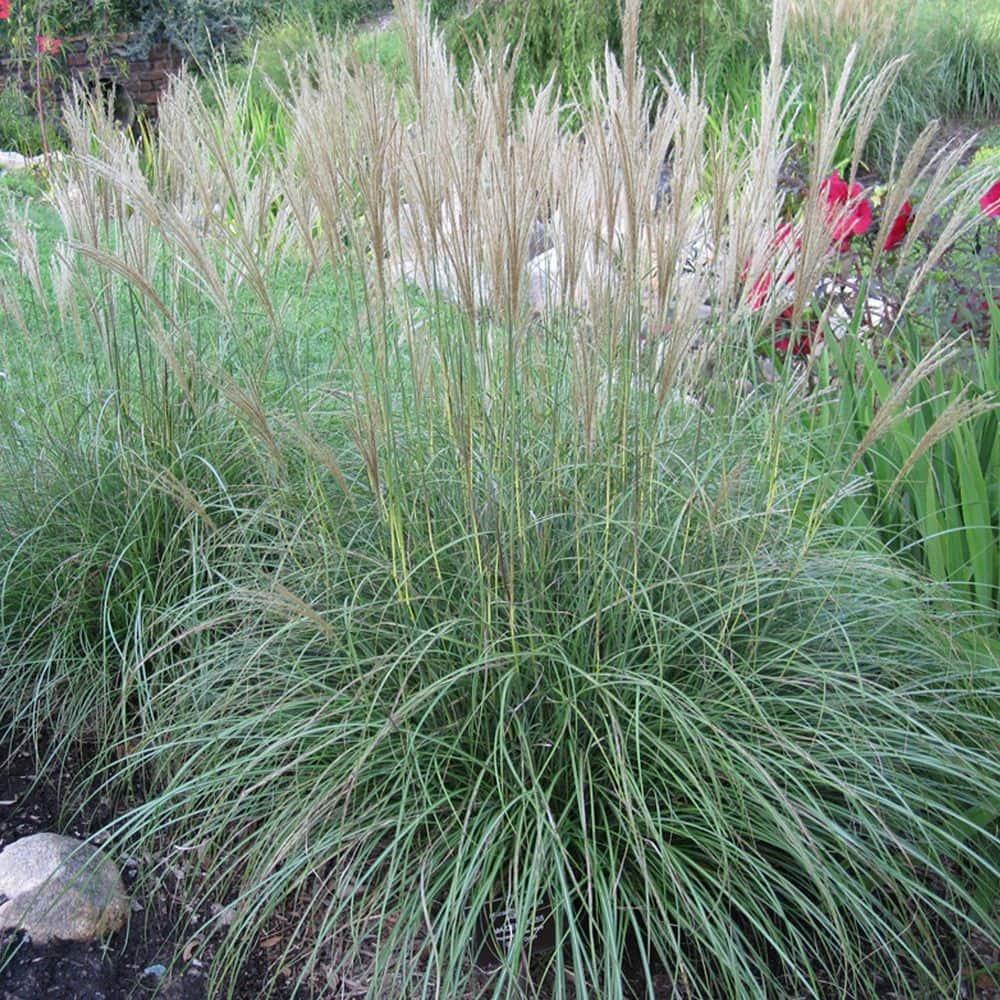 Van Zyverden Ornamental Grass Dwarf Maiden Grass 1 Dormant Potted Plant Pink Partial Sun Ornamental/Decorative 1 lb