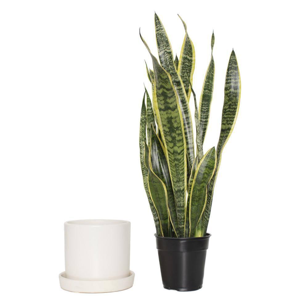 7 in. Semi Matte Cream Hyde Container with 6 in. Sanseveria Laurentii  Live Houseplant Indirect Sun
