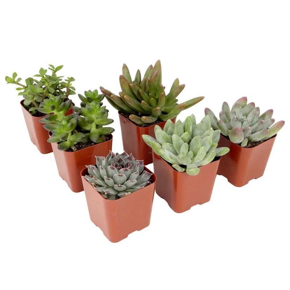 Altman Specialty Plants Live Succulent Plant in Nursery Pot
