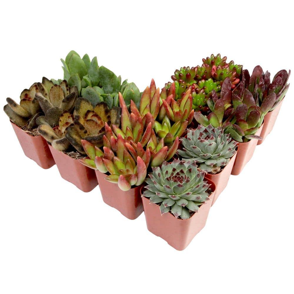 Element by Altman Plants 2" Multi-color Succulent Live Plants (12 Pack)