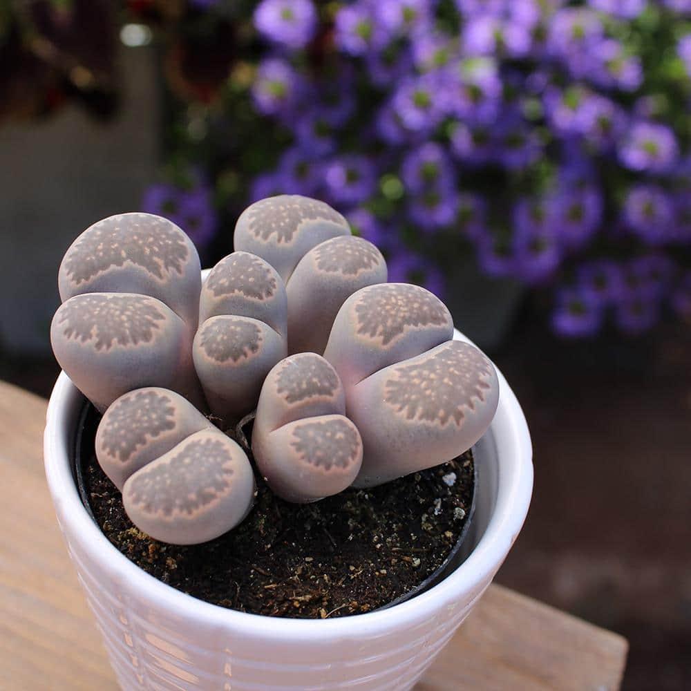 Altman Specialty Plants Live Succulent Plant in Nursery Pot