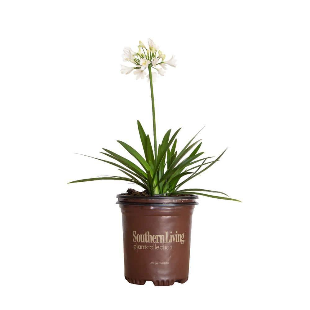 Southern Living Ever White Agapanthus 'Lily of the Nile' Live Shrub in 2.5-Quart Grower Pot