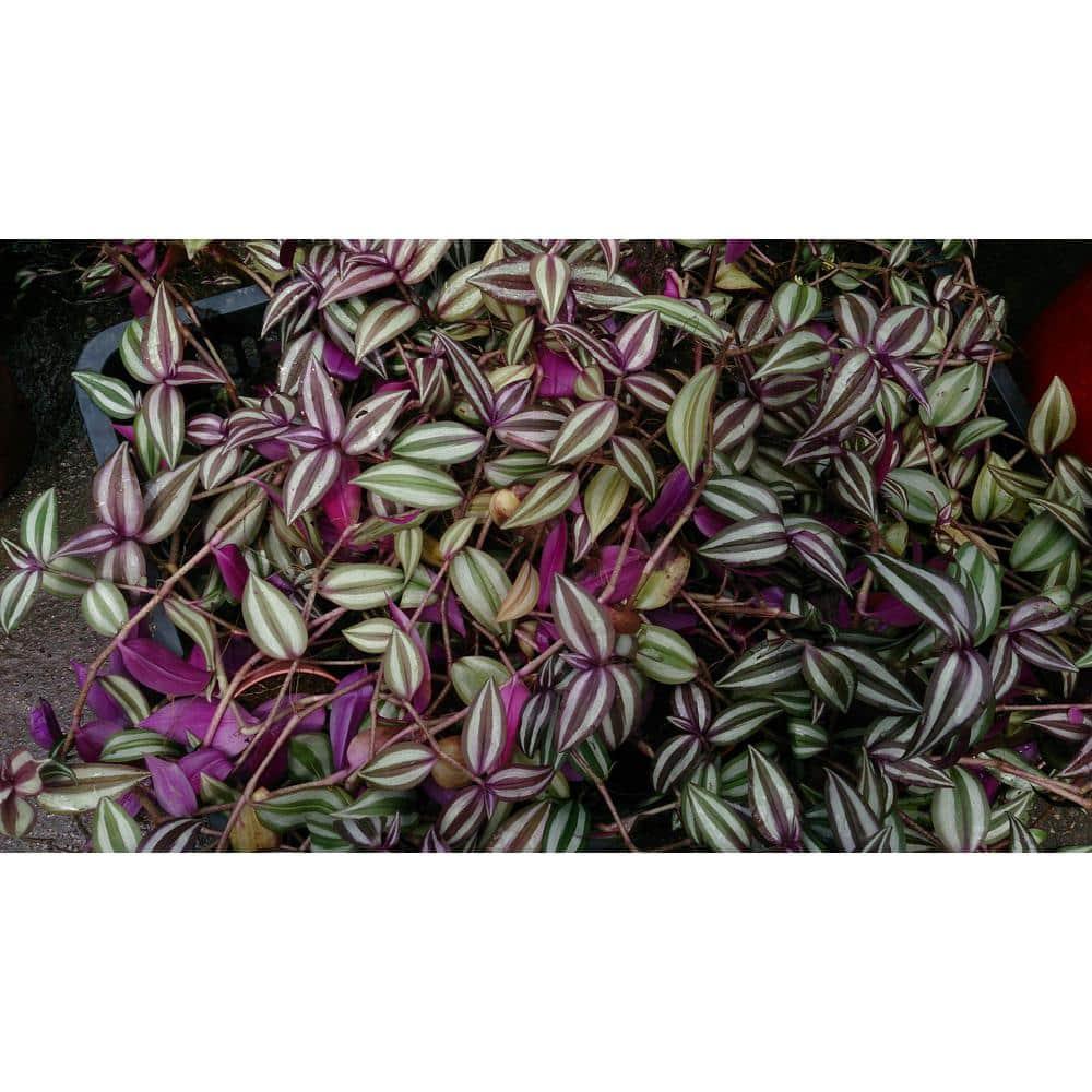 Wandering Jew Plant Hanging Basket - Live Plant in a 4 Inch Hanging Pot - Tradescantia - Beautiful Clean Air Indoor Outdoor Vine