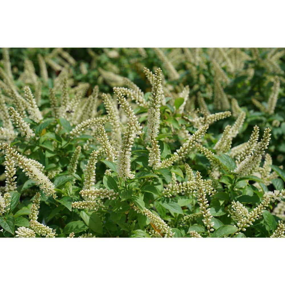 Proven Winners ITEPRC1037800 Fizzy Mizzy Sweetspire Live Plant, 4.5 in. Quart, White Flowers