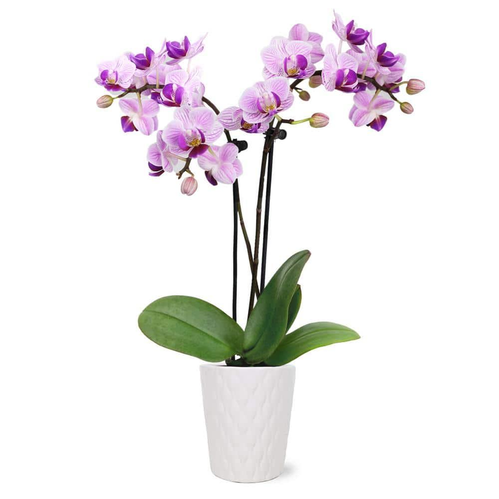 Just Add Ice 6-10" Pink Mini Orchid Live Plant in 2.5" White Ceramic Pot, House Plant