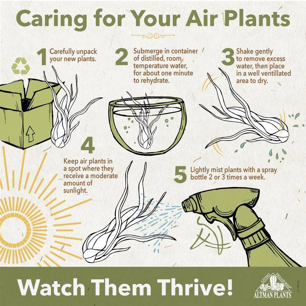 Altman Plants 4" Tillandsia Live Air Plants (12 Pack)