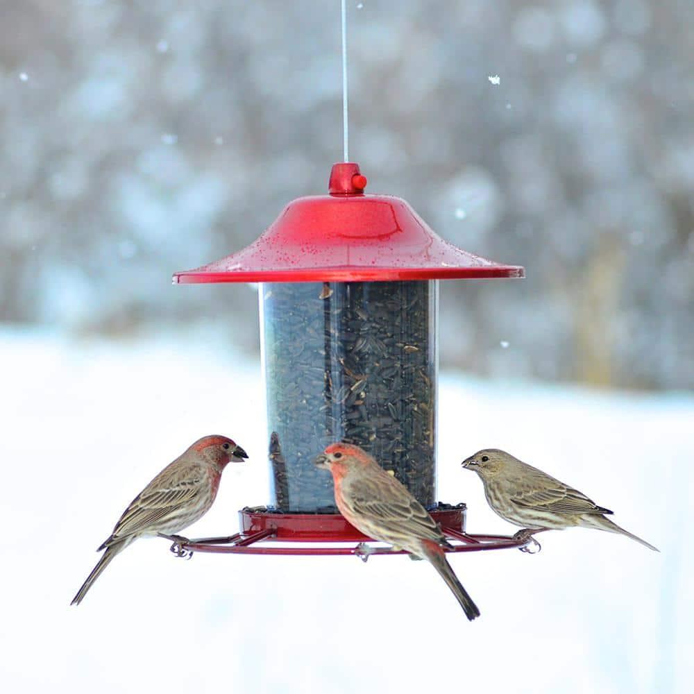 Perky-Pet Wild Bird 2 lb Metal/Plastic Panorama Bird Feeder 1 ports Model No 312R (Case of 2)