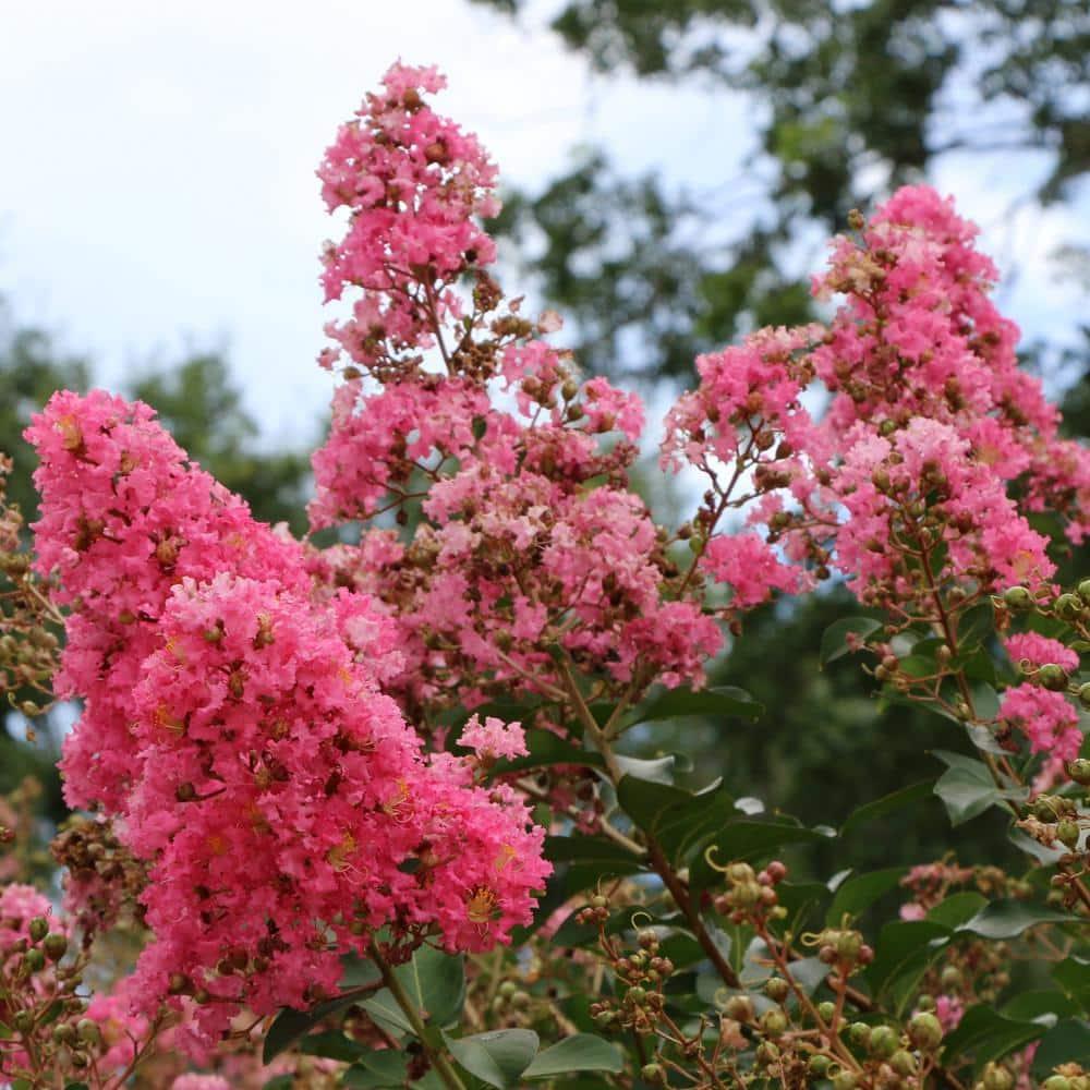 3 gal. Crape Myrtle Miami Shrub with Pink Flowers