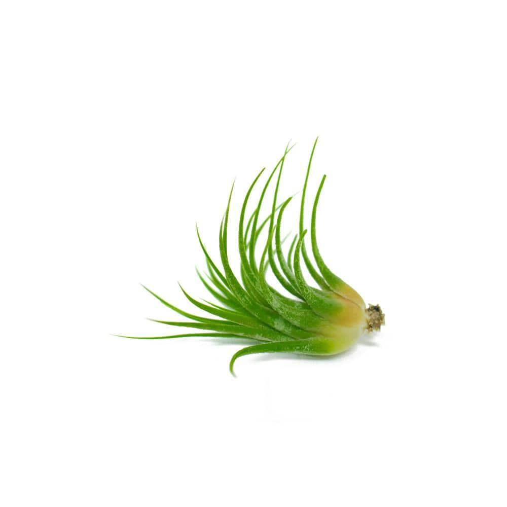 Altman Plants 4" Tillandsia Live Air Plants (12 Pack)