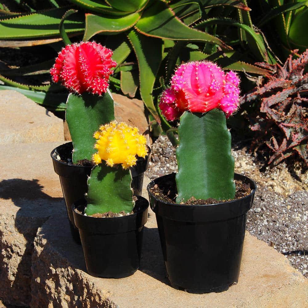 Altman Specialty Plants Live Cactus Plant in Nursery Pot
