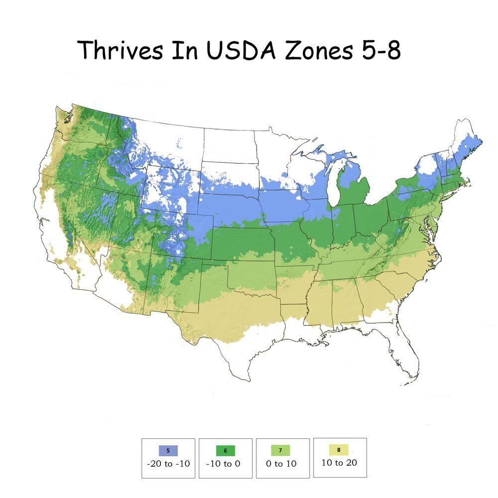 2 Gallon Proven Winners Hibiscus Sugar Tip Shrub