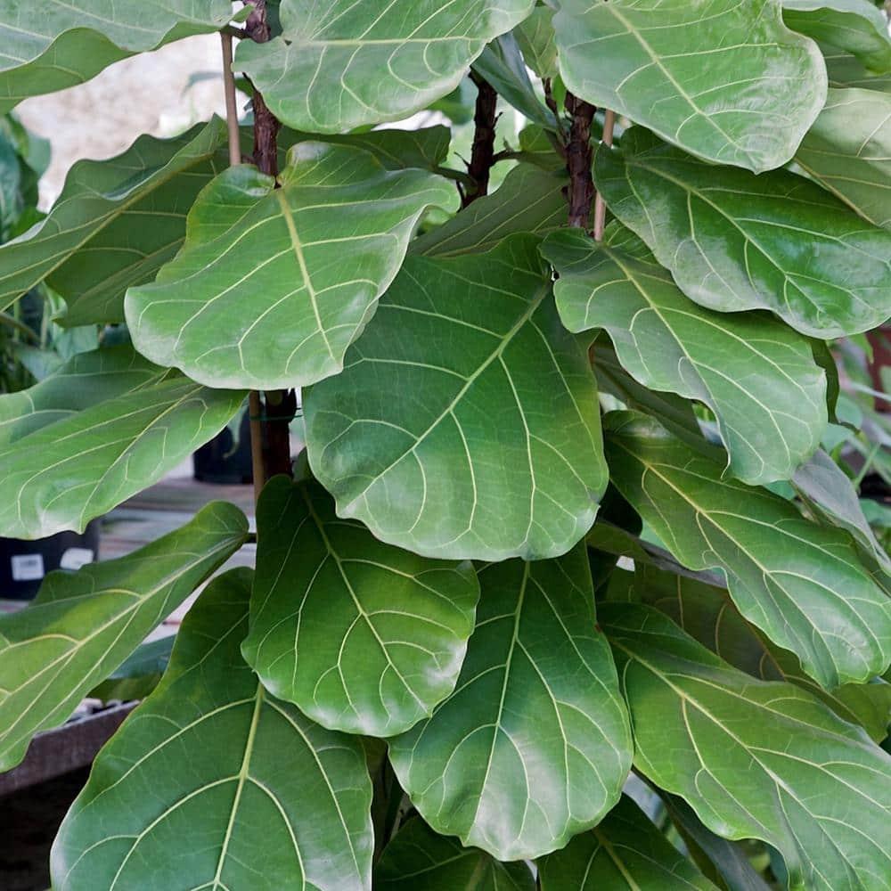 10&#34; Fiddle Leaf Fig Plant - National Plant Network