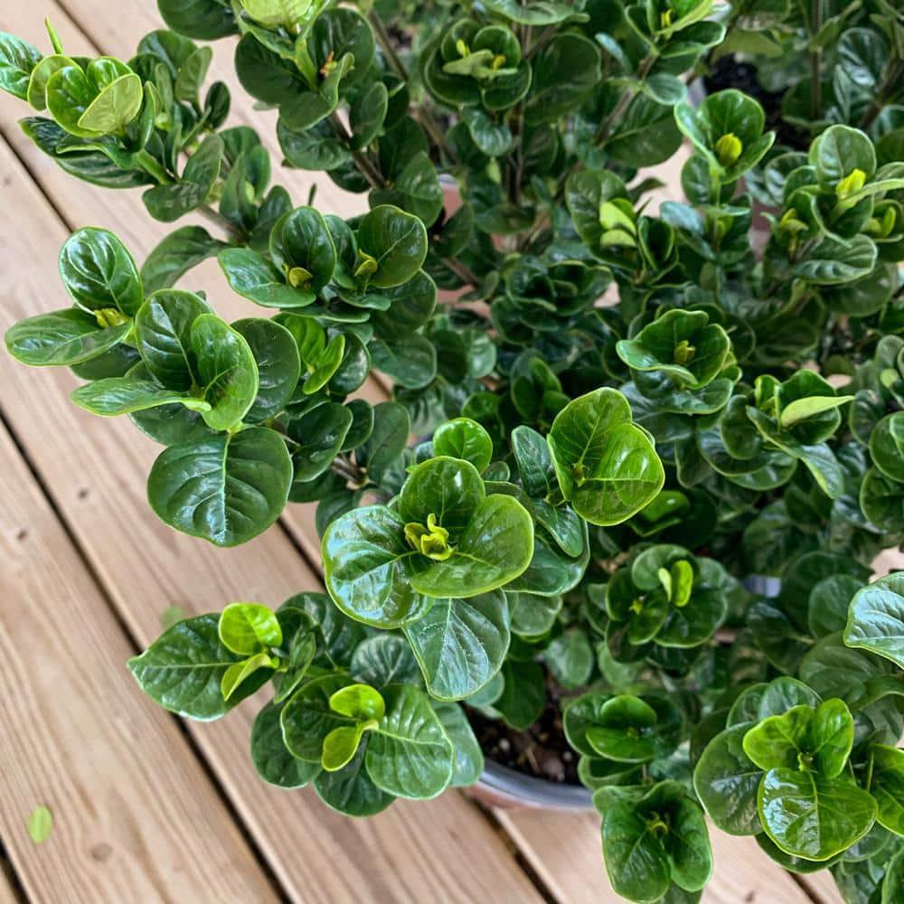 Southern Living Gardenia Diamond Spire Live Shrub in 2-Gallon Grower Pot