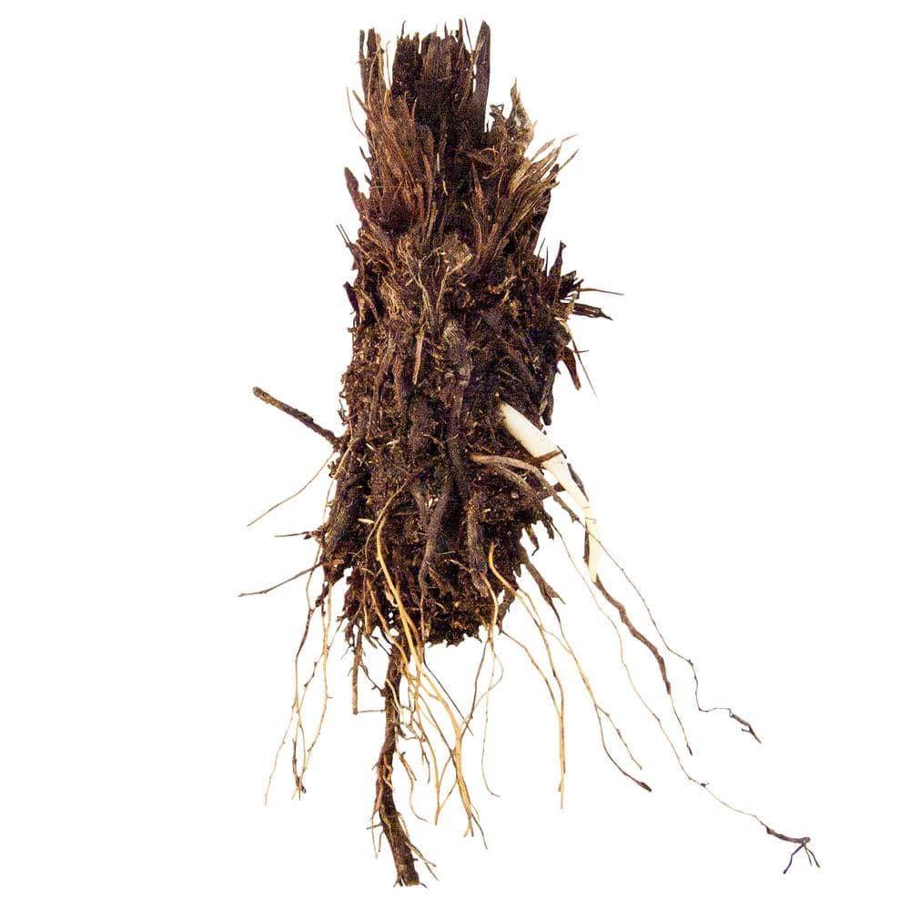 Tennessee Ostrich Fern Dormant Bare Root Starter Perennial Plant, 1-Pack