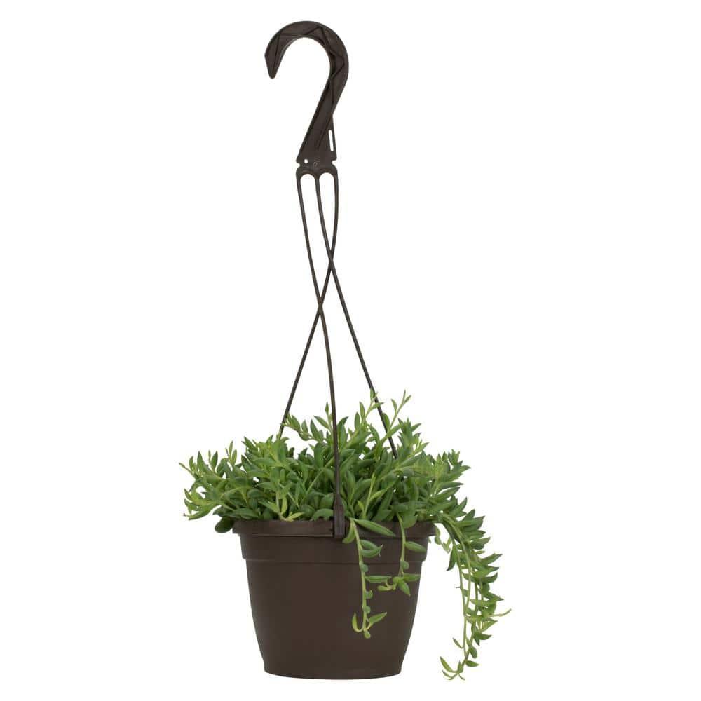 Element by Altman Plants 6" Senecio Radicans Bananas Live Hanging Succulent Basket