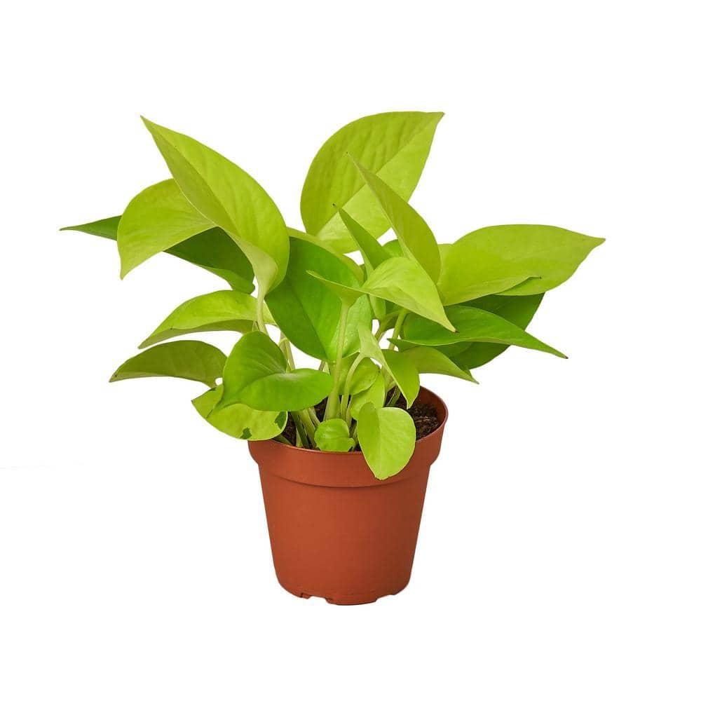 House Plant Shop House Plant Shop Live Foliage Plant