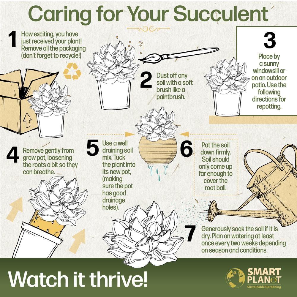 Altman Plants Living Stones Pet-safe Succulents 4-pack (Lithops) in 2.5 in. Grower Pots