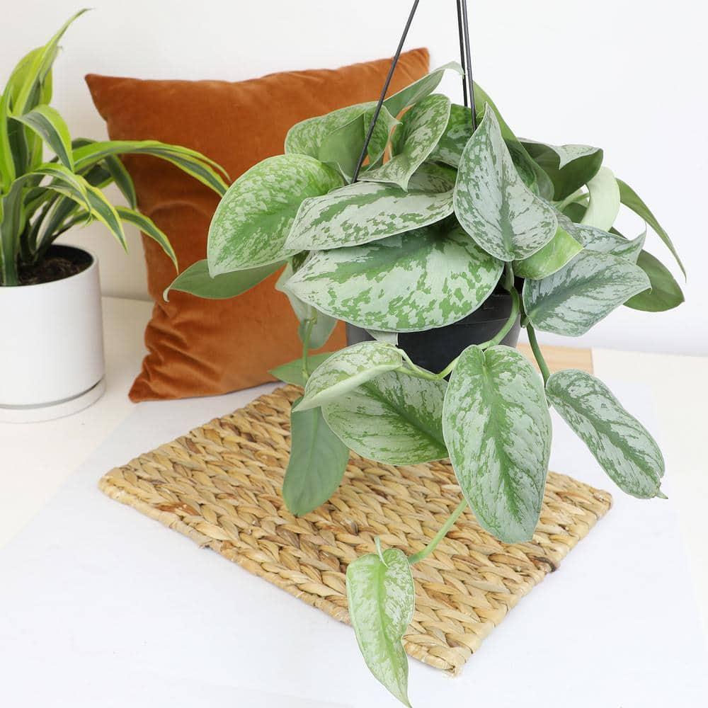 6 in. Satin Pothos Hanging Basket (Scindapsus Pictus)