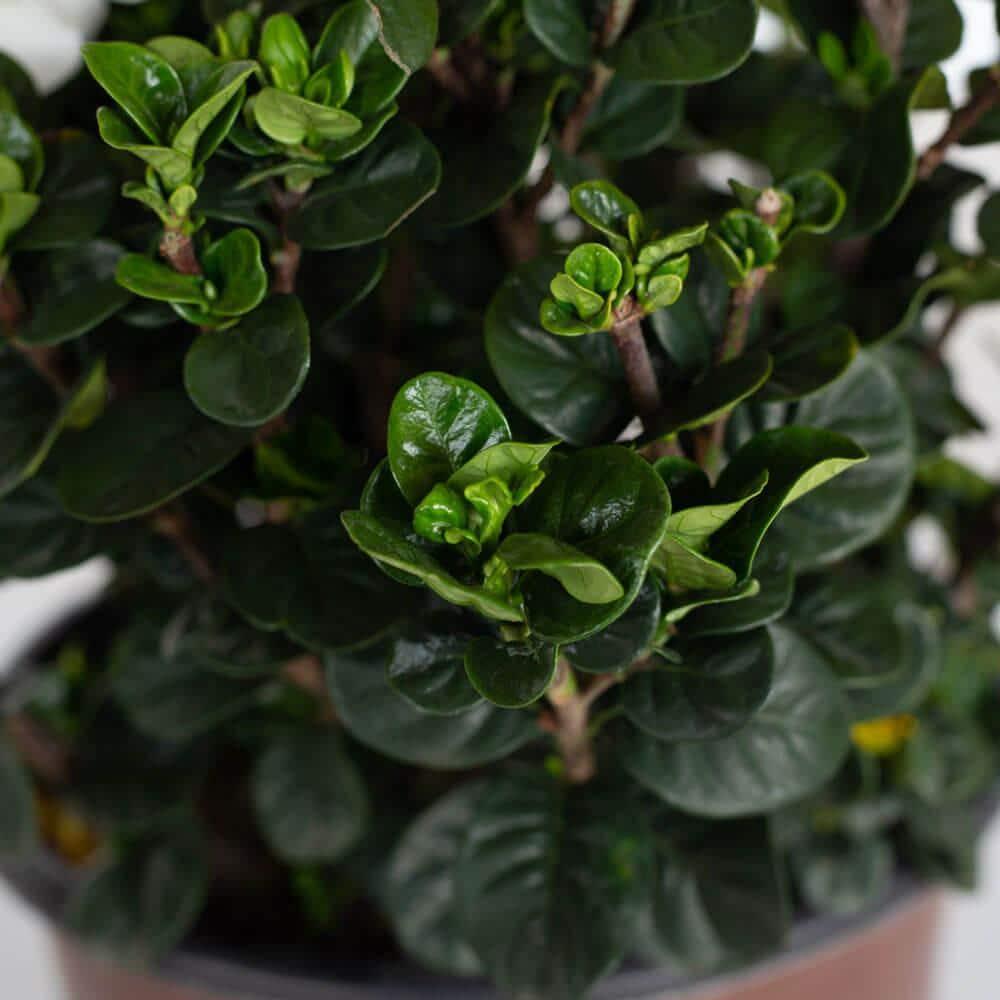 Southern Living Gardenia Diamond Spire Live Shrub in 2-Gallon Grower Pot