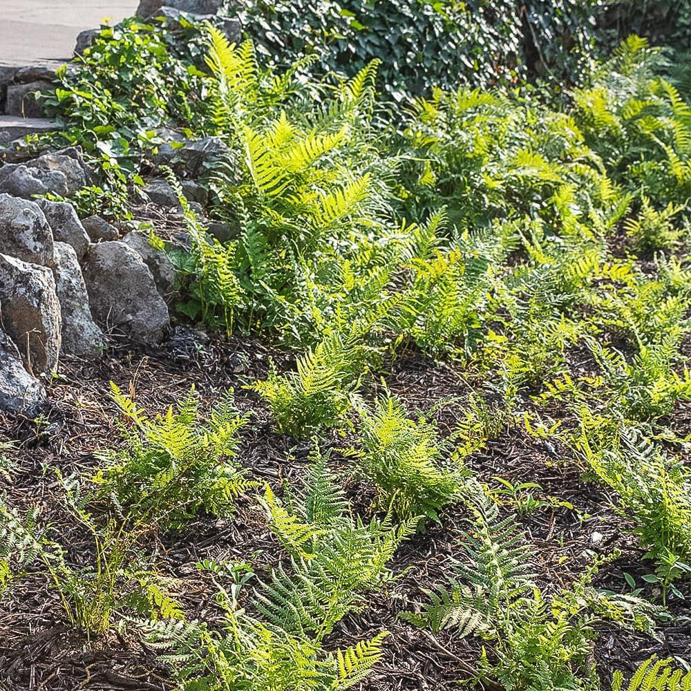 Altman Plants 1Gal Southern Wood Fern Live Plant