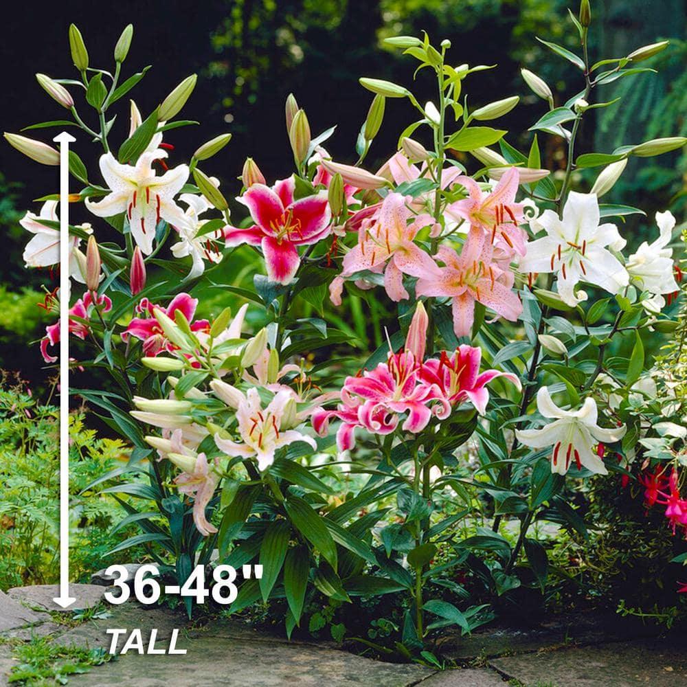 Garden State Bulb Oriental Lily Mixed Flower Bulbs, Spring Planting (Bag of 10)