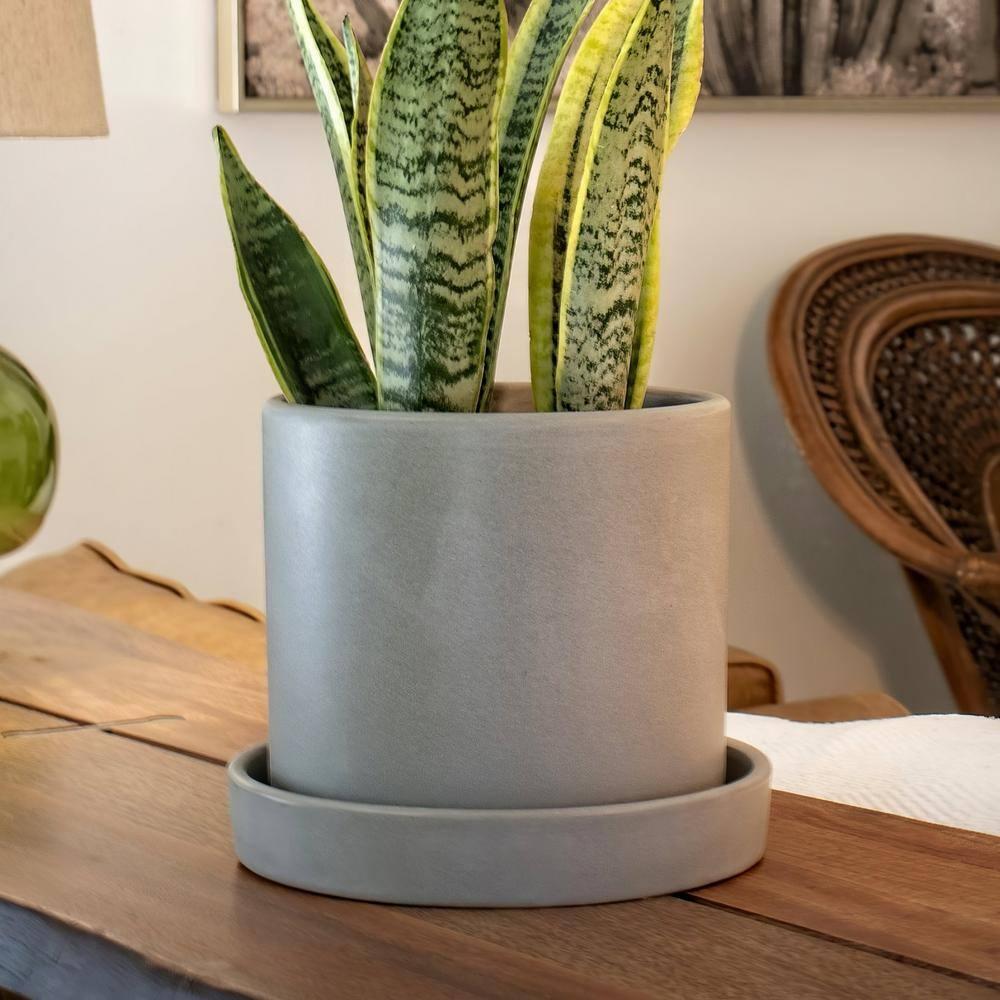 7 in. Semi Matte Cream Hyde Container with 6 in. Sanseveria Laurentii  Live Houseplant Indirect Sun