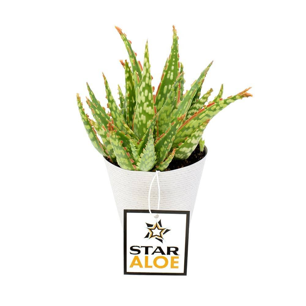 Altman Plants Colorful Star Aloe | Unique Houseplant Gift | 3.5 in Pot | Easy Plant Care | Full Sun