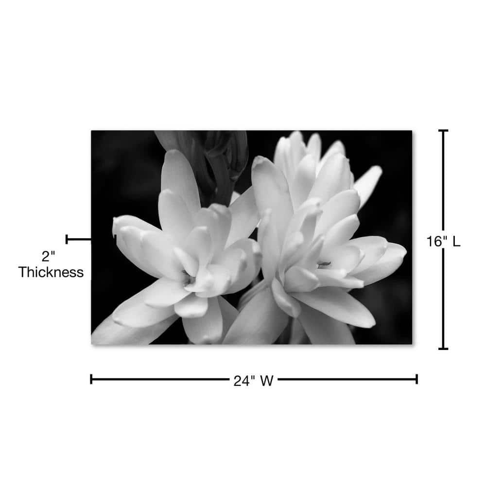 Trademark Fine Art -Kurt Shaffer 'Tuber Rose in Black and White' Canvas Art - 16''x24''