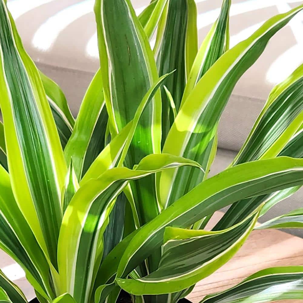 Lemon Lime Corn Plant in 6" White Décor Pot | Easy Care, Filtered Sun | Element by Altman Plants