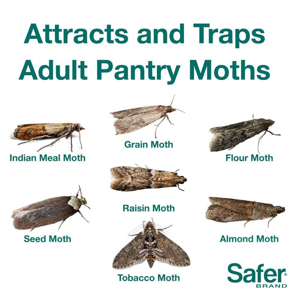 Safer Brand The Pantry Pest Insect Trap 2 pk