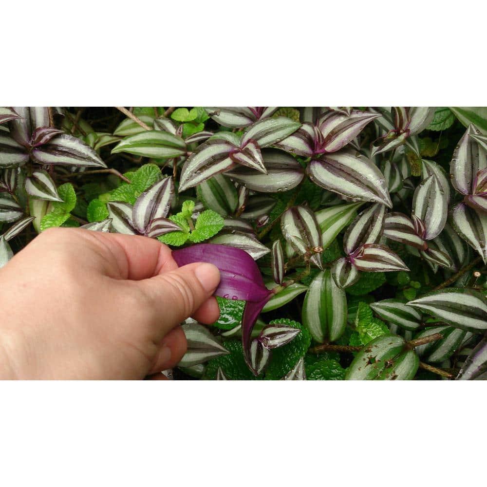 Wandering Jew Plant Hanging Basket - Live Plant in a 4 Inch Hanging Pot - Tradescantia - Beautiful Clean Air Indoor Outdoor Vine